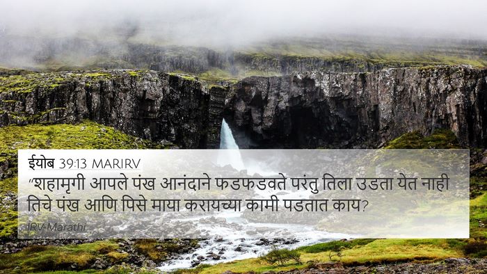 ईयोब 39:13 MARIRV Bible Verse Image