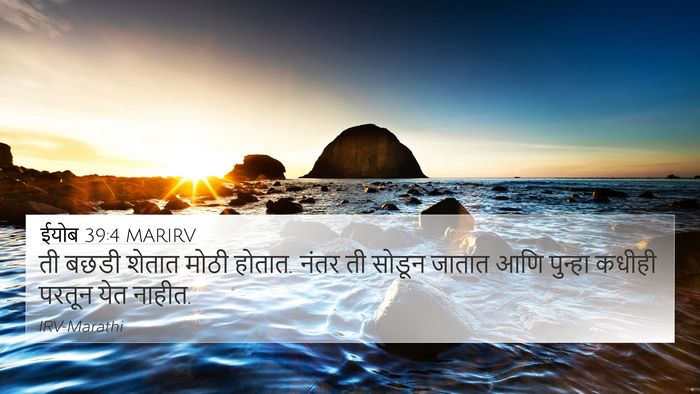 ईयोब 39:4 MARIRV Bible Verse Image