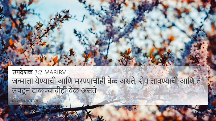 उपदेशक 3:2 MARIRV 4K Wallpaper - जन्माला येण्याची - 4K Wallpaper Bible Verse