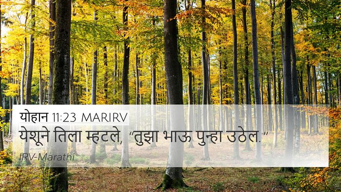 योहान 11:23 MARIRV 4K Wallpaper - येशूने तिला - 4K Wallpaper Bible Verse