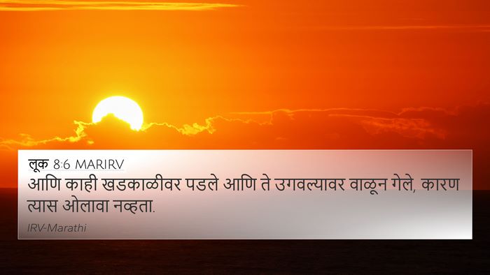 लूक 8:6 MARIRV 4K Wallpaper - आणि काही खडकाळीवर - 4K Wallpaper Bible Verse