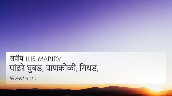 लेवीय 11:18 MARIRV 4K Wallpaper - पांढरे घुबड, - 4K Wallpaper Bible Verse