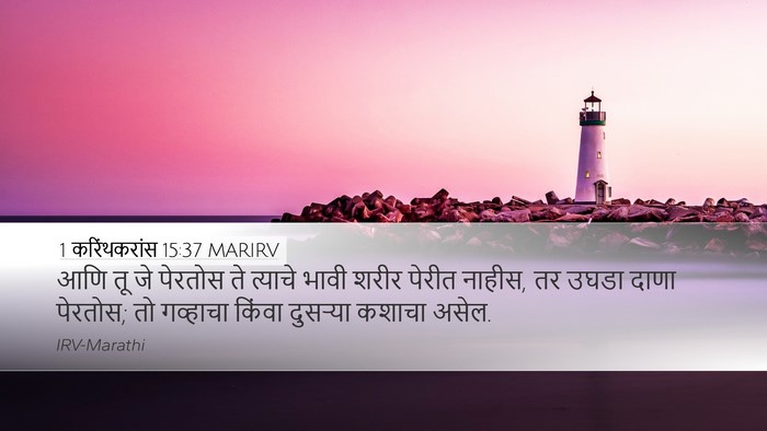 1 करिंथकरांस 15:37 MARIRV Bible Verse Image