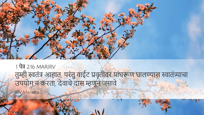 1 पेत्र 2:16 MARIRV Desktop Wallpaper - तुम्ही स्वतंत्र - Desktop Bible Verse Wallpaper