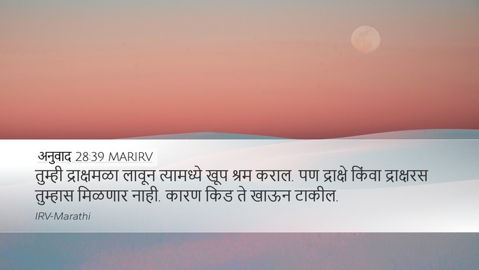अनुवाद 28:39 MARIRV Desktop Wallpaper - तुम्ही द्राक्षमळा - Desktop Bible Verse Wallpaper