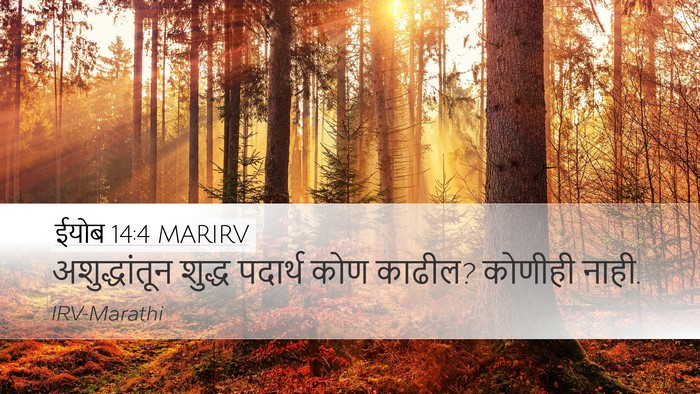 ईयोब 14:4 MARIRV Bible Verse Image