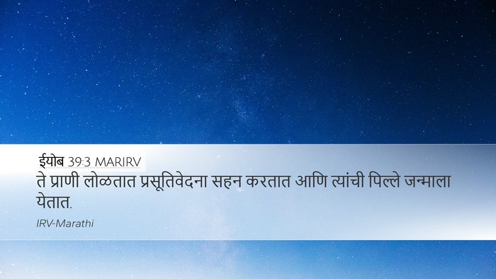 ईयोब 39:3 MARIRV Desktop Wallpaper - ते प्राणी लोळतात - Desktop Bible Verse Wallpaper