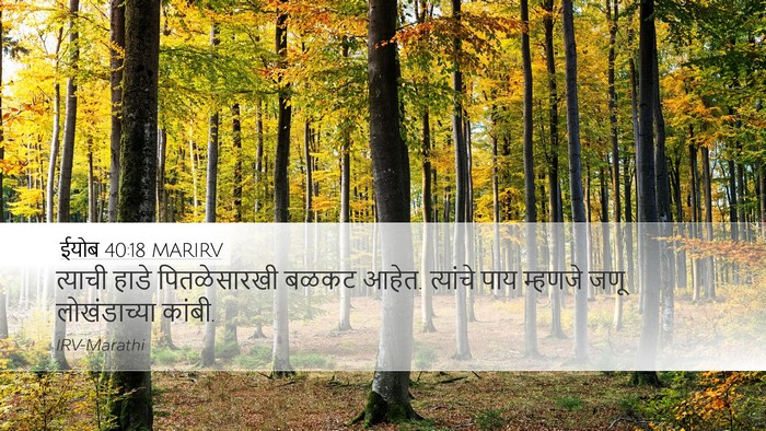 ईयोब 40:18 MARIRV Bible Verse Image