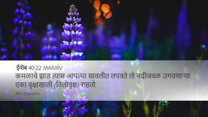 ईयोब 40:22 MARIRV Desktop Wallpaper - कमळाचे झाड त्यास - Desktop Bible Verse Wallpaper