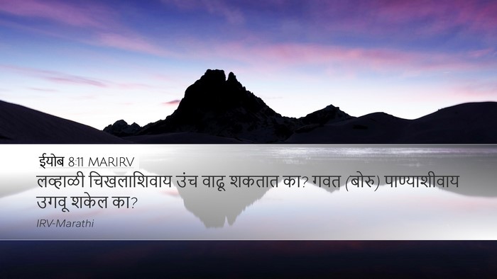 ईयोब 8:11 MARIRV Bible Verse Image