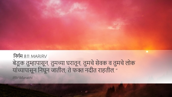 निर्गम 8:11 MARIRV Desktop Wallpaper - बेडूक - Desktop Bible Verse Wallpaper