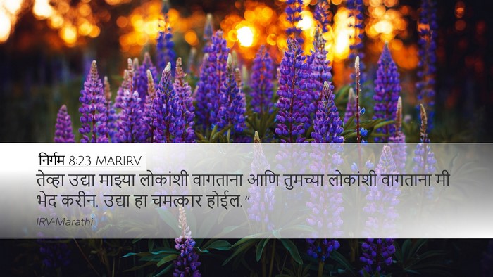 निर्गम 8:23 MARIRV Bible Verse Image