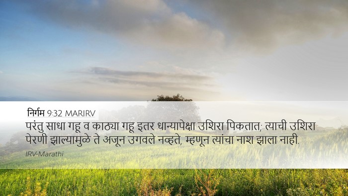 निर्गम 9:32 MARIRV Desktop Wallpaper - परंतु साधा गहू व - Desktop Bible Verse Wallpaper