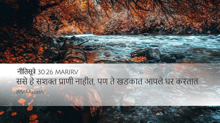 नीतिसूत्रे 30:26 MARIRV Bible Verse Image