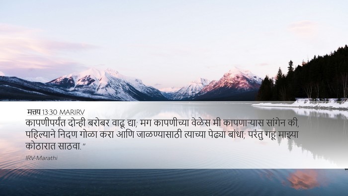 मत्तय 13:30 MARIRV Bible Verse Image