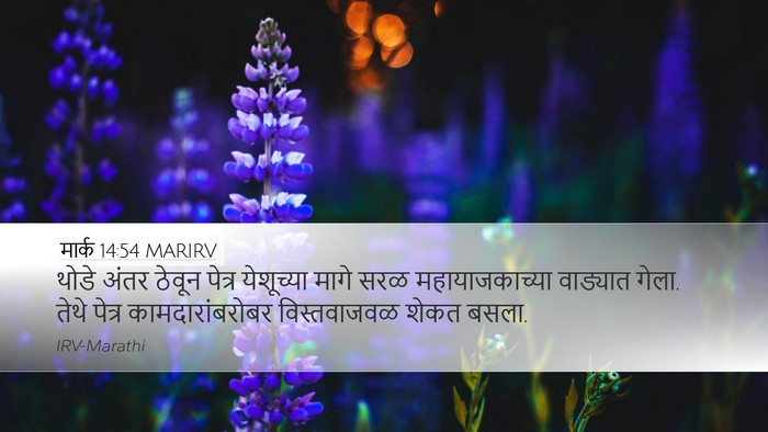 मार्क 14:54 MARIRV Bible Verse Image