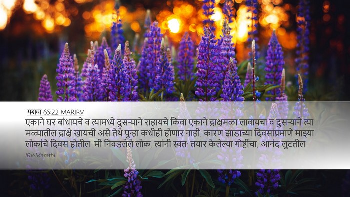 यशया 65:22 MARIRV Bible Verse Image