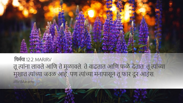 यिर्मया 12:2 MARIRV Bible Verse Image