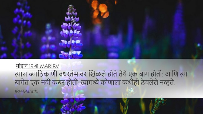 योहान 19:41 MARIRV Desktop Wallpaper - त्यास ज्याठिकाणी - Desktop Bible Verse Wallpaper