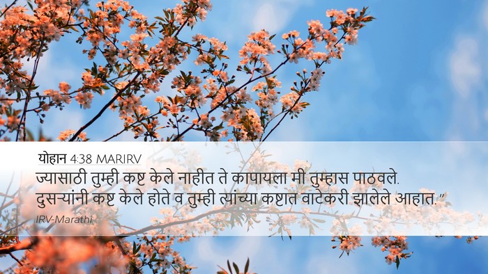 योहान 4:38 MARIRV Bible Verse Image