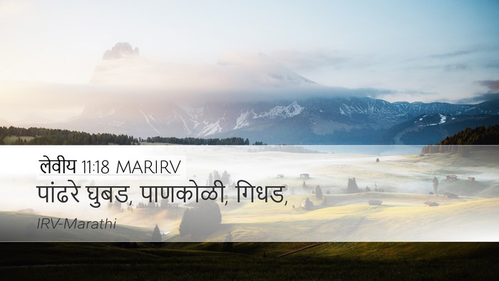 लेवीय 11:18 MARIRV Desktop Wallpaper - पांढरे घुबड, - Desktop Bible Verse Wallpaper