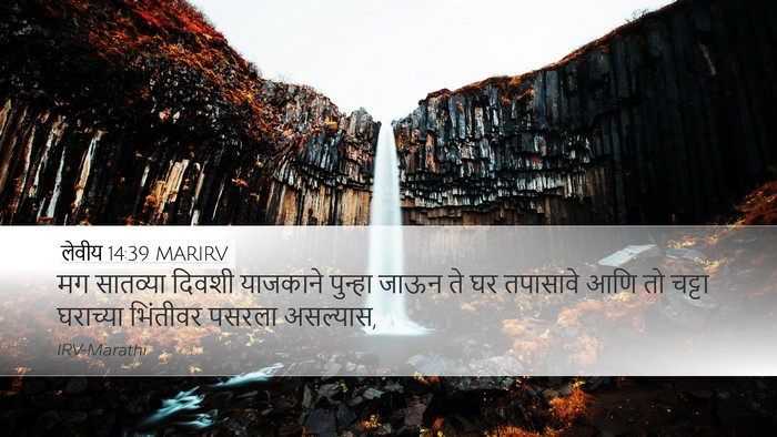 लेवीय 14:39 MARIRV Desktop Wallpaper - मग सातव्या दिवशी - Desktop Bible Verse Wallpaper