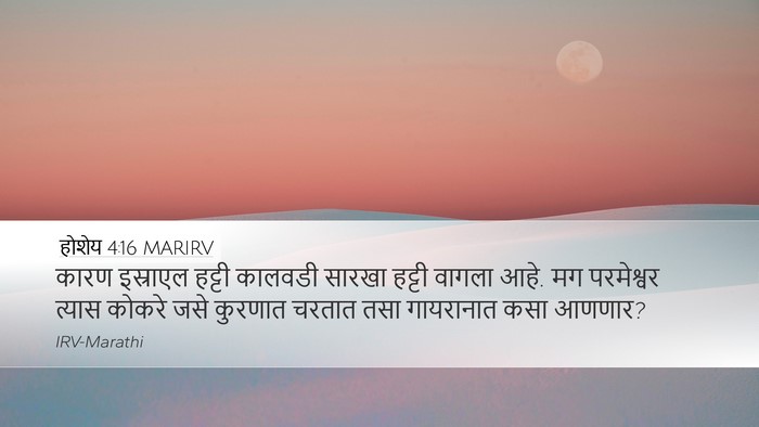होशेय 4:16 MARIRV Bible Verse Image