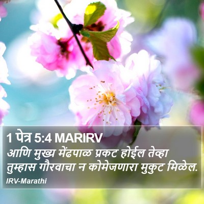 1 पेत्र 5:4 MARIRV Bible Verse Image