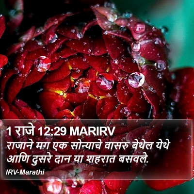 1 राजे 12:29 MARIRV Bible Verse Image