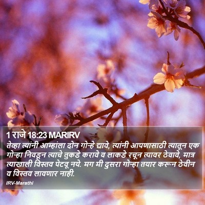 1 राजे 18:23 MARIRV Bible Verse Image