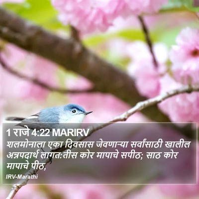 1 राजे 4:22 MARIRV Bible Verse Image