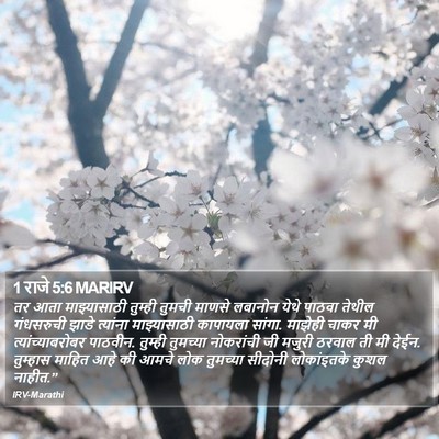 1 राजे 5:6 MARIRV Bible Verse Image
