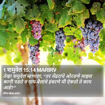 1 शमुवेल 15:14 MARIRV Bible Verse Image