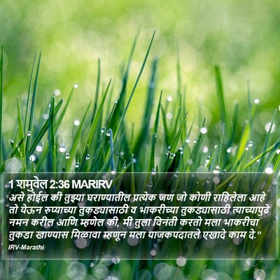 1 शमुवेल 2:36 MARIRV Bible Verse Image