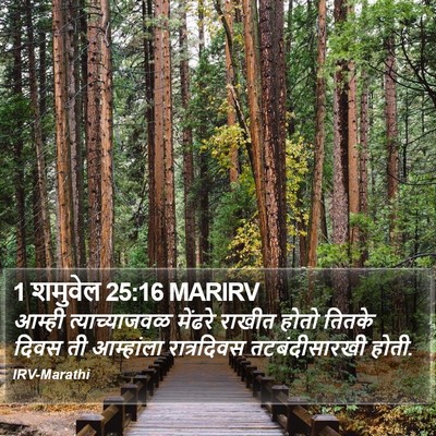1 शमुवेल 25:16 MARIRV Bible Verse Image