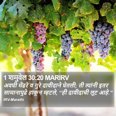 1 शमुवेल 30:20 MARIRV Bible Verse Image