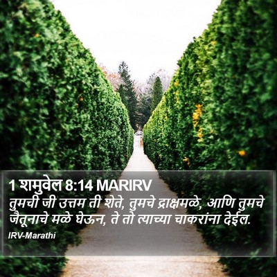 1 शमुवेल 8:14 MARIRV Bible Verse Image