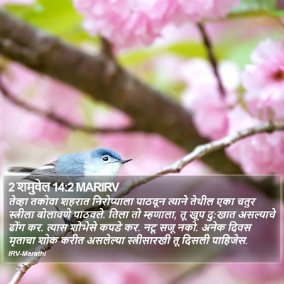 2 शमुवेल 14:2 MARIRV Bible Verse Image