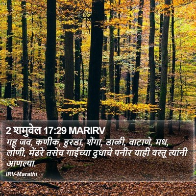 2 शमुवेल 17:29 MARIRV Bible Verse Image