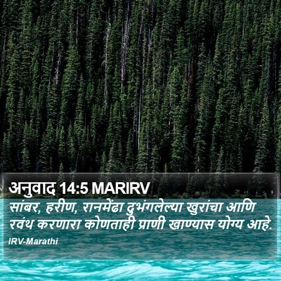 अनुवाद 14:5 MARIRV Bible Verse Image