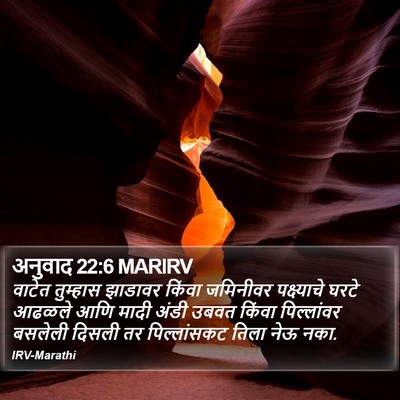 अनुवाद 22:6 MARIRV Bible Verse Image