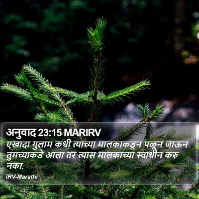 अनुवाद 23:15 MARIRV Bible Verse Image