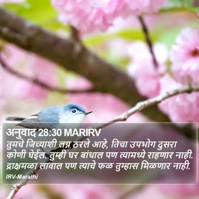 अनुवाद 28:30 MARIRV Bible Verse Image