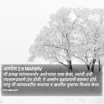 आमोस 2:9 MARIRV Bible Verse Image