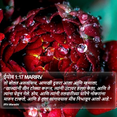 ईयोब 1:17 MARIRV Bible Verse Image