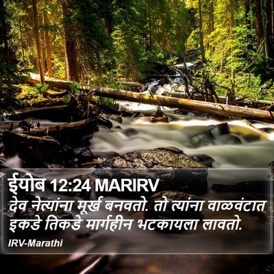 ईयोब 12:24 MARIRV Bible Verse Image