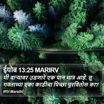 ईयोब 13:25 MARIRV Bible Verse Image