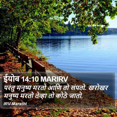 ईयोब 14:10 MARIRV Bible Verse Image