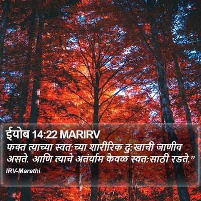 ईयोब 14:22 MARIRV Bible Verse Image