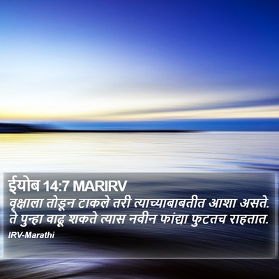 ईयोब 14:7 MARIRV Bible Verse Image